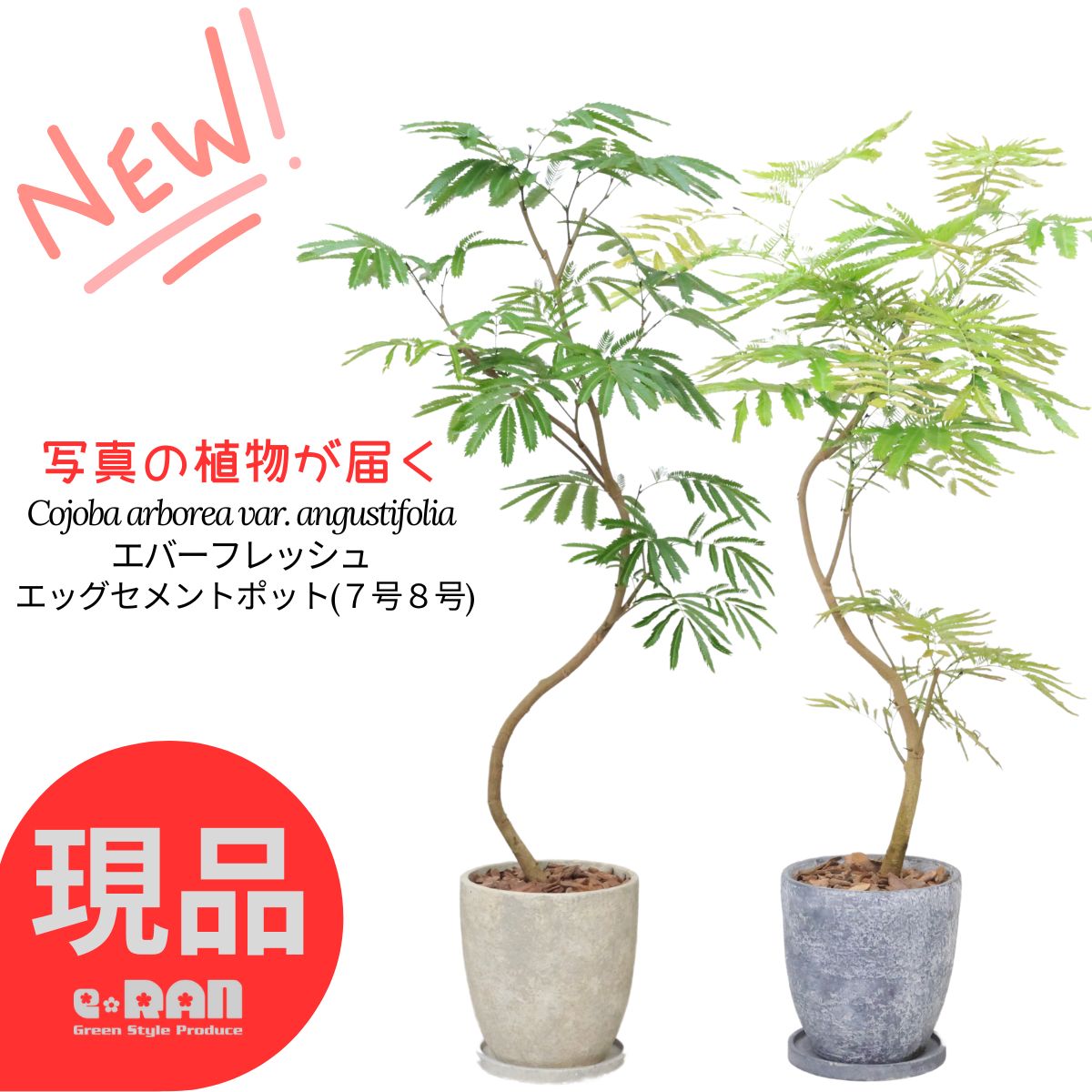 【現品一点もの】エバーフレッシュ 観葉植物 7号 8号鉢