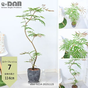 yIׂ錻izϗtA  Go[tbV 110`150cm GbOZg|bg 7 8TCY Mt 傫 Ȃ` R` rO j Vzj JXj ^ AJ