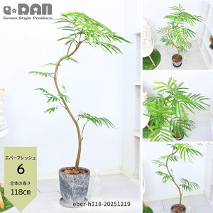 �_�|�C���g5�{�^�y�I�ׂ錻�i�����z�ϗt�A�� ���� �G�o�[�t���b�V�� ������110�`150cm �G�b�O�Z�����g�|�b�g 7�� 8���T�C�Y ��M�t�� �傫�� �Ȃ�����` ���R���` ���r���O ��j �V�z�j�� �A�J