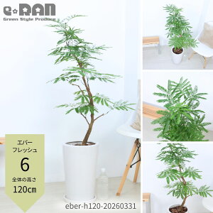9号 観葉植物」の人気商品一覧 | 安い商品を通販サイトから探す - 価格.com