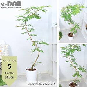 �_�|�C���g5�{�^�y�I�ׂ錻�i�����z�G�o�[�t���b�V�� 8���� ������120�`160cm �Z���A�[�g �� ��M�t�� �ϗt�A�� ��^ �傫�� �Ȃ�����` ���R���` �l�C ���r���O ���� ��j �V�z�j�� �J�X�j�� 