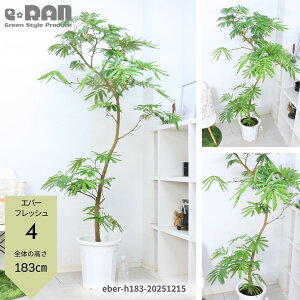 �_�|�C���g5�{�^�y�I�ׂ錻�i�����z�G�o�[�t���b�V�� 10���� �ł��� �傫�� �������� �Ȃ�����` ���R���` �l�C �ϗt�A�� ���r���O ���� ��j �V�z�j�� �J�X�j�� �A�J�T���l���m�L ������