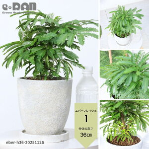 _|Cg5{^yIׂ錻izϗtA Go[tbV Ȃ` 35`50cm GbOZg|bg 6TCY ȊϗtA  AJTlmL ̖ vwa 