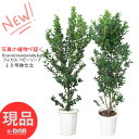 【選べる現品発送】観葉植物 大型 ガジュマル ベビーリーフ 10号鉢 高さ160〜170cm おすすめ 癒し フィカスベビーリーフ がじゅまる シンボルツリー 風水 キムジナー 精霊 自然樹形 多幸の木 Ficus microcarpa ''baby leaf''