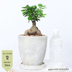 _N[|&|Cg^yIׂ錻izlQKW} xr[[tږ 6TCY 30`40cm GbOZg|bg lQKWxr[ Aؔ ϗtA Mt  ɑ KW