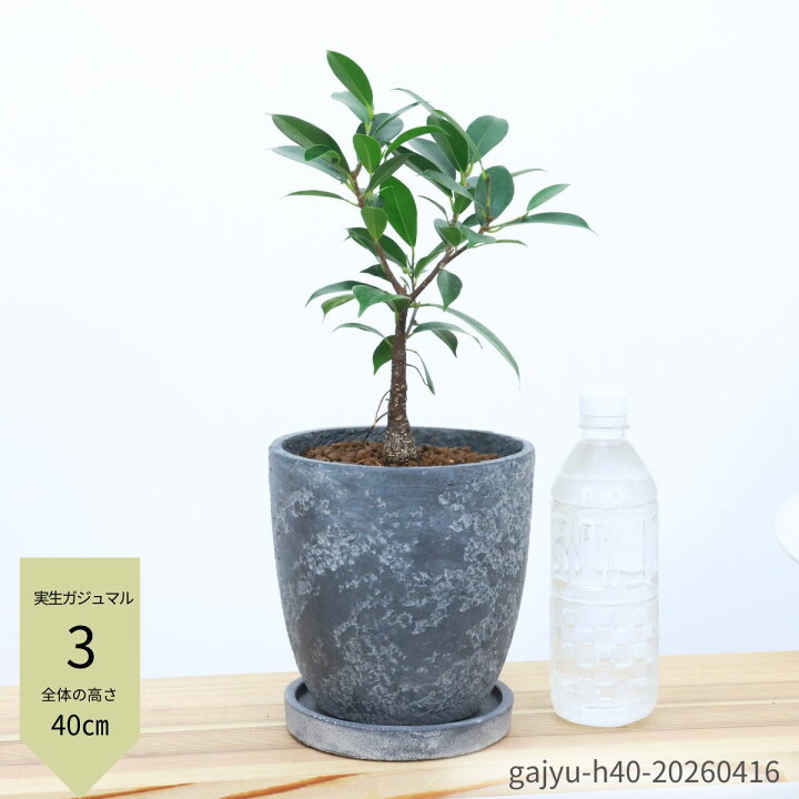楽天市場】【選べる現品発送】観葉植物 実生 ガジュマル 高さ約40 