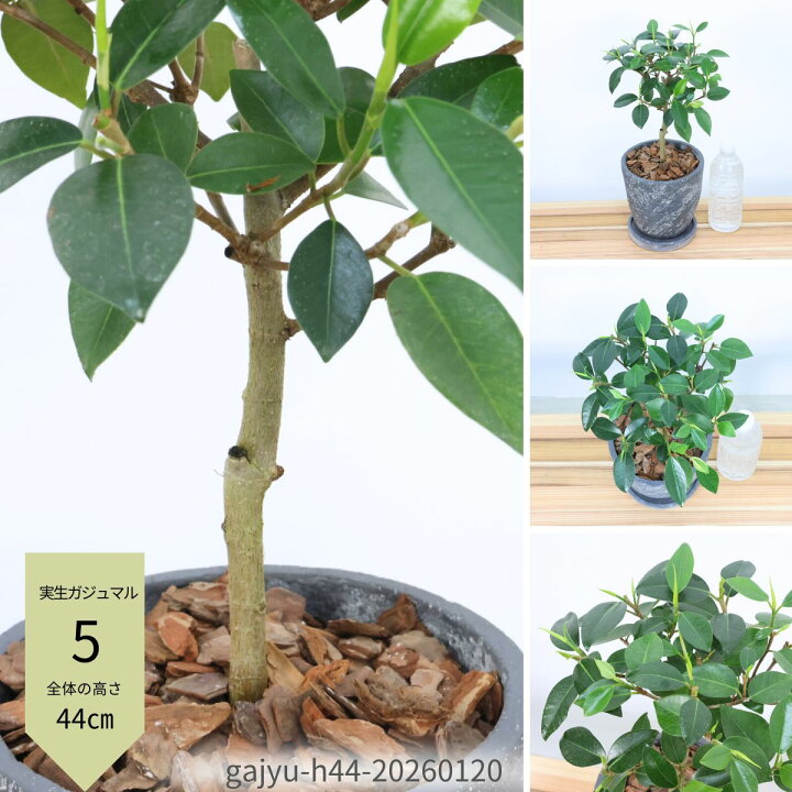 楽天市場】【選べる現品発送】観葉植物 実生 ガジュマル 高さ約40 