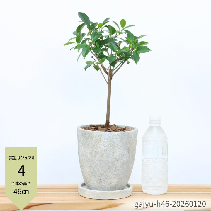 楽天市場】【選べる現品発送】観葉植物 実生 ガジュマル 高さ約40 