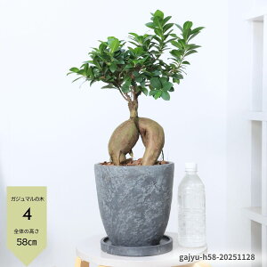 yIׂ錻izɑ lQKW} xr[[tږ 7TCY 40`50cm GbOZg|bg lQKWxr[ Aؔ ϗtA Mt  ɑ KW}̖ 򍪐A