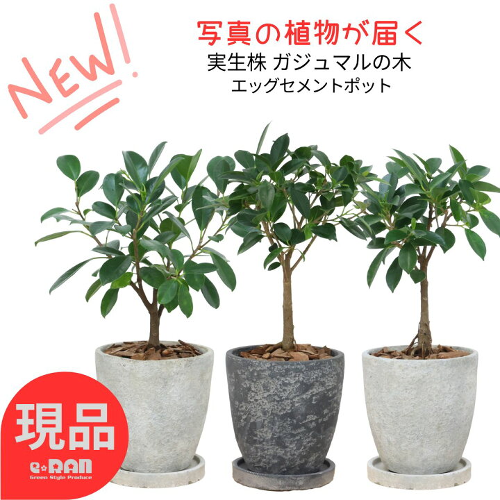 楽天市場】【選べる現品発送】観葉植物 実生 ガジュマル 高さ約40 