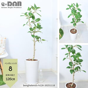 yIׂ錻iztBJX xKVX 100`165cm 픫 7`9TCY  Eh zCg p XNGA Mt lC Ȃ` R`  S̖ {_CW tBJ