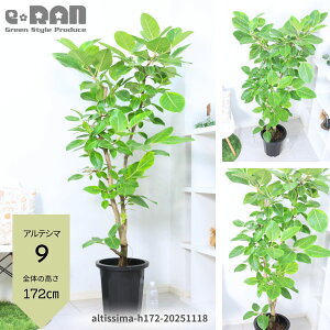 yIׂ錻izɑ tBJX AeV} (AeV[}) 10 150`180cm Ȃ` R` ϗtA ^ Ǘ Mt oGK^rbOTCY S̖ F  C