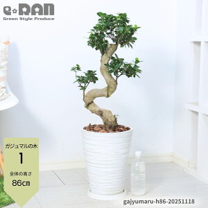 yIׂ錻izKW} 8 藳 85`100cm ɑ ږ xr[[t  ϗtA ܂ VN  N̗ǂ KW}̖ Ȃ` KW}  A