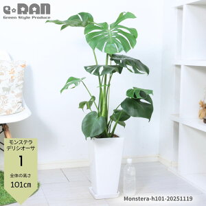 yIׂ錻iz ϗtA Xe fVI[T 6E7TCY 70`100cmO 픫   oYj Vzj  ^Abv  Xe No鐅 fLIT f