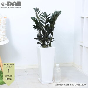 yIׂ錻izϗtA U~INJX C 80`100cm 픫   7`8  p K Cu ȗt ωA TgC U~INJX  A ~j ^