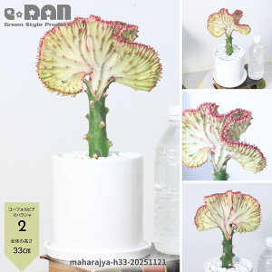 �_�|�C���g5�{�^�y�I�ׂ錻�i�����z�����A�� ���[�t�H���r�A �}�n���W�� ������25�`40cm ���픫 4���T�C�Y �R�[�����s���N �� �� �Ԏ� ���E���P�T���S ��M�t�� �������� �喾�_ ���N�e�A ��