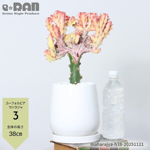 _N[|&|Cg^yIׂ錻izA [tHrA }nW 30`40cm newGbOzCg픫 5TCY R[sN   Ԏ EPTS Mt 