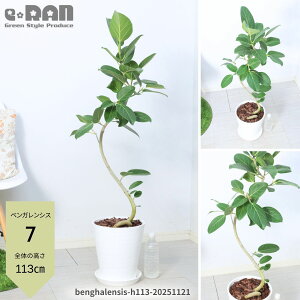 yIׂ錻iztBJX xKVX S̖ 8 ϗtA ^ 115`160cm Ȃ` R` xK   V{c[  CeAO[   ی^ 