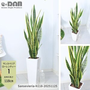 yIׂ錻izTXxA [eB[ 100`120cm 픫 7TCY ϗtA  XNGA cc`gZ C򉻋@\̍ V{c[ JXj JƏj Vzj