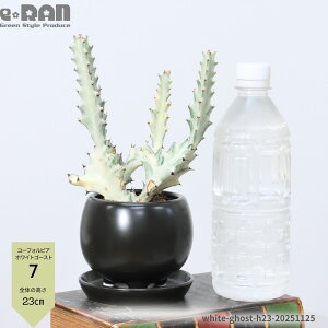 yIׂ錻izA 󏭎 [tHrA zCgS[Xg 픫 20`45cm ĈՂ  H F Euphorbia lactea White Ghost NeBA i ڂĂ T{e 