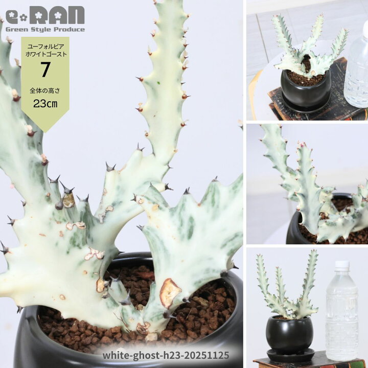 楽天市場】【選べる現品発送】多肉植物 希少種 ユーフォルビア 