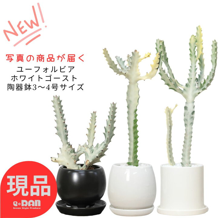 楽天市場】【選べる現品発送】多肉植物 希少種 ユーフォルビア 