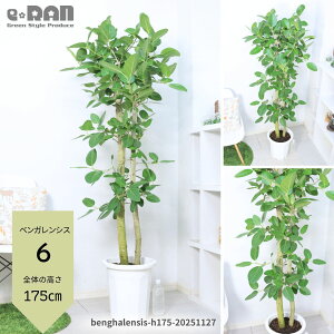 yIׂ錻izϗtA ^ tBJX xKVX 10 160`185cm p Ȃ S `  S̖ Mtg j lC  xK{_CW xK {_CW 