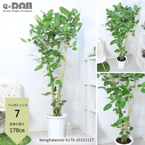 yIׂ錻izϗtA ^ tBJX xKVX 10 160`185cm p Ȃ S `  S̖ Mtg j lC  xK{_CW xK {_CW 