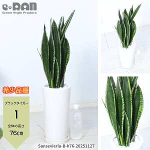 yIׂ錻izϗtA TXxA 70~125cmO ȓ픫 6`7y[eB[E[VCE[jJE[jJRpN^zAiyubN^CK[EV