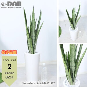 yIׂ錻izϗtA TXxA 70~125cmO ȓ픫 6`7y[eB[E[VCE[jJE[jJRpN^zAiyubN^CK[EV