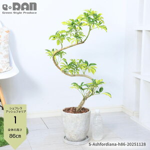 _N[|&|Cg^yIׂ錻izϗtA  VFt AbVtHA 90`110cm GbOZg|bg 7TCY  J|bN vňĂ₷ S ϊ I