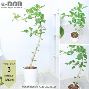 yIׂ錻iztBJX xKVX S̖ 8 ϗtA ^ 115`160cm Ȃ` R` xK   V{c[  CeAO[   ی^ 