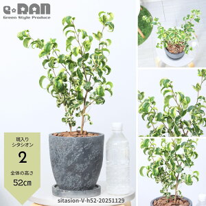 �y�I�ׂ錻�i�����z�ϗt�A�� �� ������ �x���W���~�� �V�^�V�I�� 2�{���� 6���T�C�Y ������45�`55cm �G�b�O�Z�����g�|�b�g �t�B�J�X �x���W���~�i �J�[�� Ficus benjamina cv. �gSitasion Variegata�h 