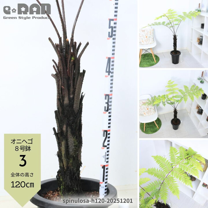 楽天市場】【選べる現品発送】観葉植物 ヘゴ オニヘゴ 5〜8号鉢 高さ約 