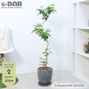 yIׂ錻izϗtA VFt i[^ 7TCY tJ|bN 80`110cm GbOZg|bg lC 3DȂ` O[ ̔̂悤Ȍ`̗t zRJ|