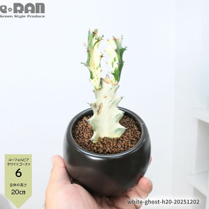 �y�I�ׂ錻�i�����z�����A�� �󏭎� ���[�t�H���r�A �z���C�g�S�[�X�g ���픫 ������20�`45cm ��ĈՂ� ���� �����H�� �����F Euphorbia lactea White Ghost ���N�e�B�A ������i�� ���ڂĂ� �T�{�e�� 