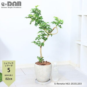 _N[|&|Cg^yIׂ錻izϗtA VFt i[^ 7TCY tJ|bN 80`110cm GbOZg|bg lC 3DȂ` O[ ̔̂悤