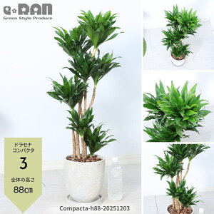 _N[|&|Cg^yIׂ錻izhZi RpN^ 7TCY GbOZg|bg 50`110cm Ă₷ϗtA hZi [lbL[ ␫ihZi fVXj