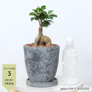 _N[|&|Cg^yIׂ錻izlQKW} xr[[tږ 6TCY 30`40cm GbOZg|bg lQKWxr[ Aؔ ϗtA Mt  ɑ KW