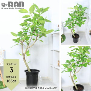 _N[|&|Cg^yIׂ錻izɑ tBJX AeV} (AeV[}) 10 150`180cm Ȃ` R` ϗtA ^ Ǘ Mt oGK^rbOTCY S