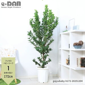 _N[|&|Cg^yIׂ錻izϗtA ^ KW} xr[[t 10 160`170cm   tBJXxr[[t ܂ V{c[  LWi[ 