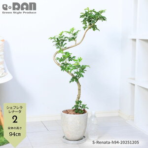 _N[|&|Cg^yIׂ錻izϗtA VFt i[^ 7TCY tJ|bN 80`110cm GbOZg|bg lC 3DȂ` O[ ̔̂悤