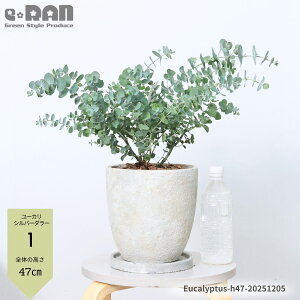 _ |Cg^yIׂ錻izϊ [J Vo[_[ 40`50cmO GbO Zg|bg 7TCY Eucalyptus cinerea ''Silver Dollar''Vo[[t ؂} hCt[ F