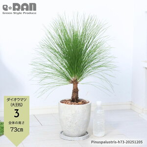 _N[|&|Cg^yIׂ錻izA ^ _CIE}ci剤j50~80cmGbOZg|bg 6 7 ϗtA ̖ ܂ _CIEVE O[t pC