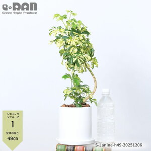 _N[|&|Cg^yIׂ錻izϗtA VFt WFj[l 픫 40`60cm Ȃ` tJ|bN }ς ̔̂悤Ȍ`  i[^  n[g[