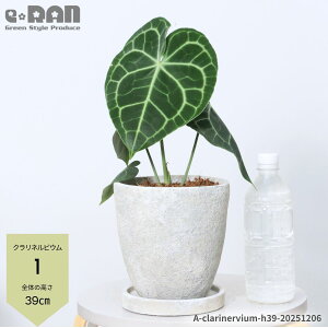 yIׂ錻izAXE NlrE 40`50cm GbOZg|bg 6TCY Ǘ Mt 엿܃v[g ϗtA n[g^ _O[  ͗le[