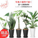 限定特価【選べる現品発送】 観葉植物 各種 高さ70~110cm シュエット鉢 受皿付き 7号・8号サイズ 品種選べる【サンスベリア/パキラ/アロカシア・ゼブリナ/フィロデンドロン・ザナドゥマイク/フランスゴム/アポロゴム/ストレリチア・オーガスタ】