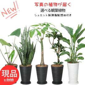 限定特価【選べる現品発送】 観葉植物 各種 高さ70~110cm シュエット鉢 受皿付き 7号・8号サイズ 品種選べる【サンスベリア/パキラ/アロカシア・ゼブリナ/フィロデンドロン・ザナドゥマイク/フランスゴム/アポロゴム/ストレリチア・オーガスタ】