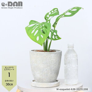 �_�|�C���g5�{�^�y�I�ׂ錻�i�����z�ϗt�A�� �����X�e�� �G�X�P���[�g 6���T�C�Y ������35�`45cm �G�b�O�Z�����g�|�b�g ���荢�� ������ �����X�e���̒��� ���鐫 �鐫 ���A�� �������