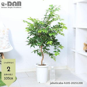 �_�|�C���g5�{�^�y�I�ׂ錻�i�����z�ʎ� �W���{�`�J�o(��t�n) ������100�`115cm �l�G���萫 7�`8���� ������ �ϗt�A�� �ʕ� �c ��ău���W���Y �g���s�J���t���[�c �t�g������ �~���L�A���A��